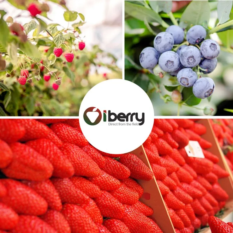 iBerry